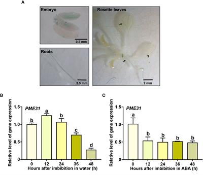 Pectin methylesterase 31 is transcriptionally repressed by ABI5 to negatively regulate ABA-mediated inhibition of seed germination